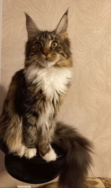 Кемирүүчүлөр: Продам девочку породы мейн-кун ответственным и любящим эту породу — 2