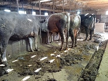 быки в канте: Продаю | Бык (самец) | На откорм, На забой — 1