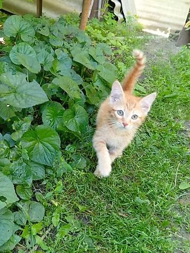 Кошка даром: Беспородная, Мальчик, Приучена к лотку
