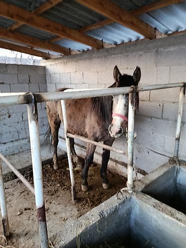 белый кошка: Продаю | Кобыла (самка) | Рабочий — 3