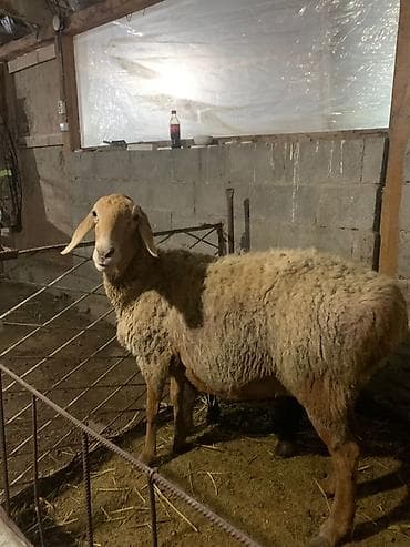 кой: Продаю | Овца (самка) | Арашан — 4