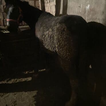 собака дом: Продаю | Кобыла (самка) | Рабочий — 4