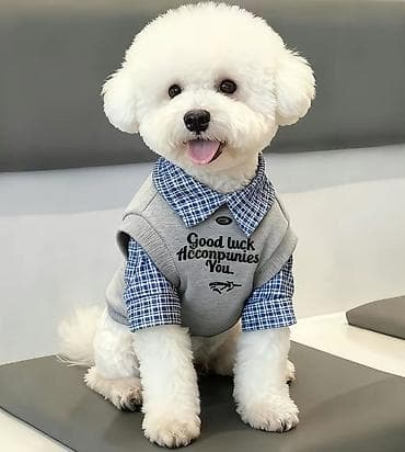 рр питбуль: Толстовки для мелких пород собак( — 3