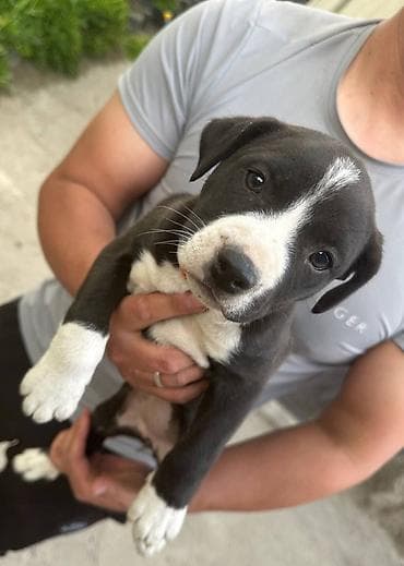 продажа домашних животных: Питбуль, 1 месяц, Самка — 1