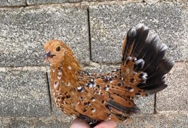 корм для курица: Продаю | Куры, Петух — 5