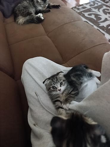 шатландские кошки: Шотландский вислоухий котёнок (скоттиш-фолд) - Окрас — 2