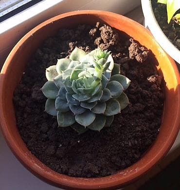 Канцтовары: Продаю каменную розу. Цена 250-350сом — 3