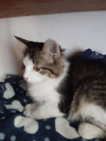 отдам кошечку в добрые руки: 2 месяца, Девочка — 11