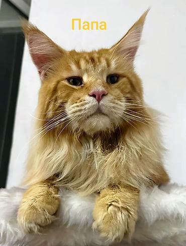 Котята Мейн-кун мальчик и девочка. Возраст 5 недель для души под — 8