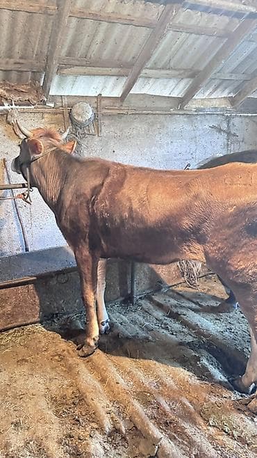 продажа собак бишкек: Продаю | Корова (самка), Тёлка | Голштин, Швицкая | На откорм, Для разведения, Для молока — 3