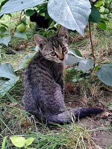 хомяк ош: Отдаём котят в хорошие руки. Город Ош. Котятам по 2 месяца. К латку — 2