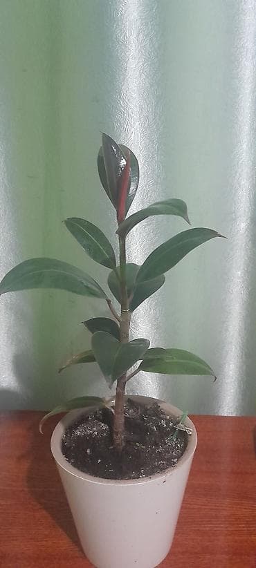 екатерина: Продаю домашние растения — 10