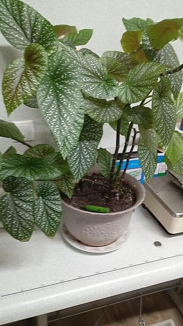 крассула: Комнатные растения в горшках - Пеларгония (герань) — несколько — 2