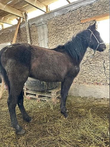 лошадь английский: Продаю | Конь (самец) | На забой, Рабочий — 1