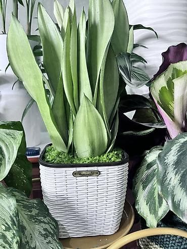 Женское счастье (Спатифиллюм): Комнатные растения (в кашпо/горшках) 1) Сансевиерия (Sansevieria — 1