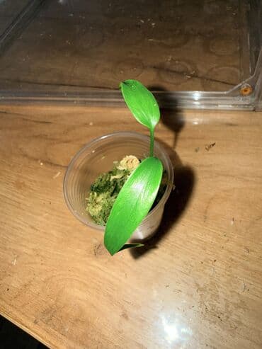 В продаже монстера бурле маркс флейм, детка, В продаже детки