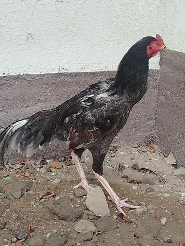 попугай попугай: Дакан жожо короздор сатылат активный алмашу жолдору бар адрес Бишкек — 3