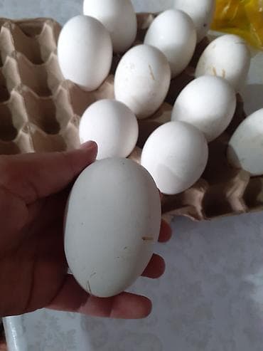 Крупы, мука, сахар: Гуси - Крупные белые яйца овальной формы, прочная скорлупа. - Несутся — 1