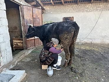 хорошие коровы: Продаю | Корова (самка) | Для молока — 3