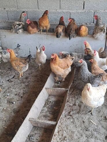 дом для котов: Сатам | Короздор | Үй | Көбөйтүү үчүн — 1