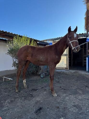 собака доберман сколько стоит: Продаю | Жеребенок | Конный спорт — 2