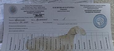 новорожденные котята: Продаю | Ягненок | Арашан | Для разведения | Племенные — 8