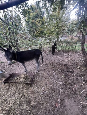 купить переноску для кота бу: Продам ослису с ослёнком — 4