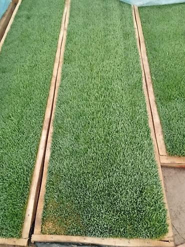 морская рыба: Рулонные коврики зелёного корма (гидропоника, пророщенное зерно) - — 6