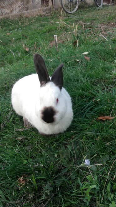 декоративные заборы: Кролики — 6