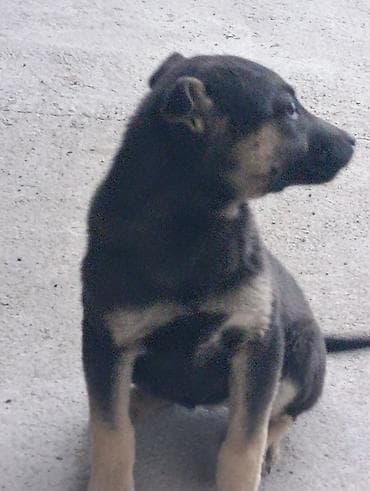 Аквариумдар: Щенок, короткошёрстный, окраса черный с подпалом (рыжевато-песочные — 6