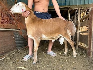 рамановские овцы: Продаю | Баран (самец) | Для разведения | Племенные — 1