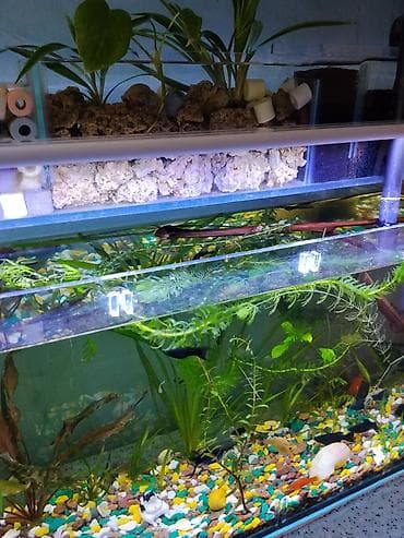 рыбки аквариумные бишкек: Аквариумный комплект с верхним биофильтром и LED-подсветкой - — 6