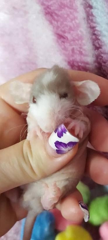 клетка для птицы: Домашние декоративные крысята СФИНКСЫ. (малыши из одного помёта) — 10