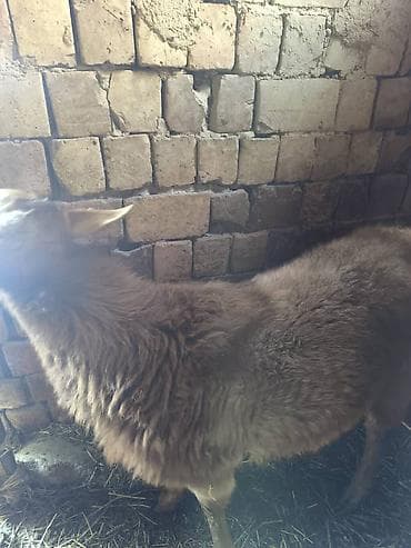 Аквариумдар: Сатам | Кочкор (эркек) — 3