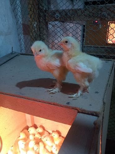 петух брама цена: Продаю цыплят от элитной чистокровной светло голубой брамы гигант — 6