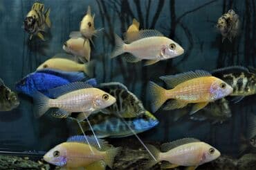 сколько стоит сиамская кошка в сомах: Продаю крупных цихлид (взрослые, от 16 см) : 1. Золотистый Леопард 2 — 5