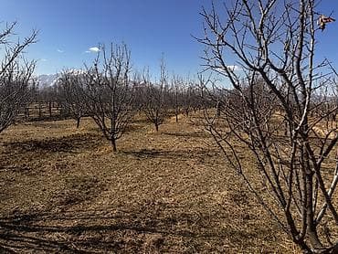 продаю квартира аламедин 1: Өсүмдүк өстүрүлүүчү чарба, 80 соток, Иштеп жаткан, Жабдууларсыз, Коммуникацияларсыз — 4