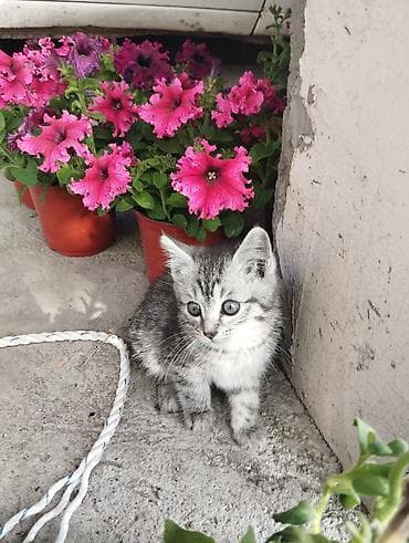 котенок даром: Кошка даром: Беспородная, Мальчик — 6