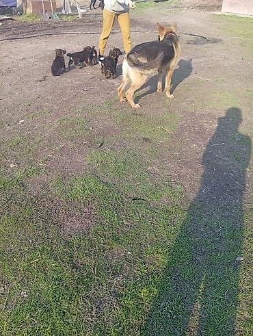 пудель карликовый цена: Немецкая овчарка, 2 месяца, Самка — 3