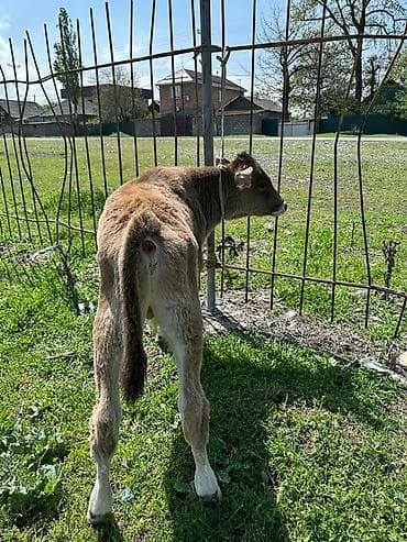 ангус купить: Продаю | Бык (самец), Музоо, торпок | На откорм — 1