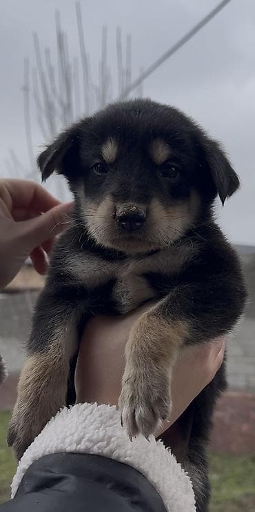 собака тайган: Осталось 2 кабеля Готовы к бронированию щенки породы Тайган — 4