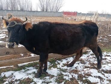 продам коров: Продаю | Корова (самка), Тёлка, Музоо, торпок | Для молока — 1