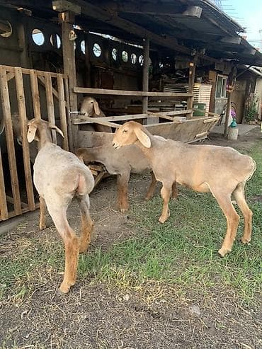 собачий мясо: Продаю | Ягненок | Эдильбаевская | Для разведения | Племенные — 1