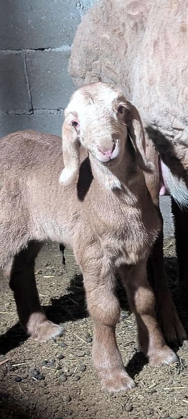 ласка купить: Продаю | Ягненок | Романовская | На забой — 3