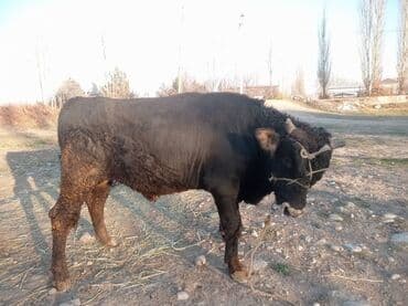 продажа охотничьих собак: Продаю | Бык (самец) | Алатауская — 4