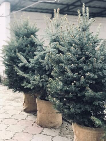 облепиха саженцы: Саженцы деревьев: Ели — 6