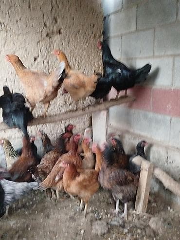 токмок собаки: Дамашный тооктор сатылат 28 тоок 3 короз бар активный алмашу жолдору — 2