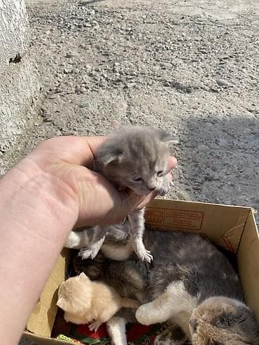 котята шотланские: Котята от домашней кошки - Помёт из нескольких малышей: окрасы серый — 3