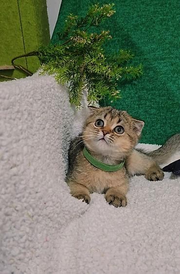 шиншилла грызун: Шотландские котята — 6