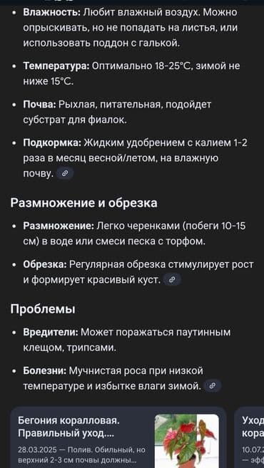 Диффенбахтар: Новогодняя распродажа: 5 цветков Денежное дерево( толстянка)- — 8